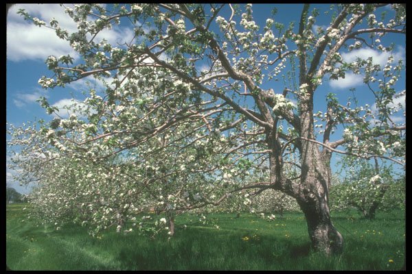 236065 Apple Tree In Bloom A4 Photo Print