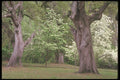 236066 Live Oaks And Dogwood A4 Photo Print