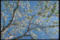 236068 Apple Blossoms A4 Photo Print