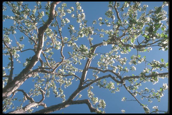 236068 Apple Blossoms A4 Photo Print