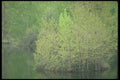 236069 Emerging Leaves A4 Photo Print