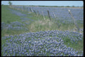 236070 Blue Bonnets A4 Photo Print