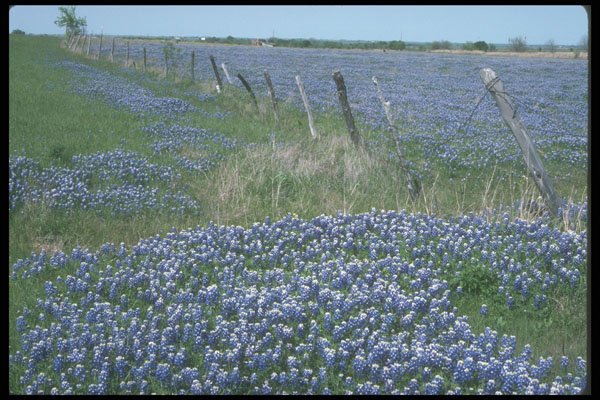 236070 Blue Bonnets A4 Photo Print