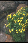 236071 March Marigolds A4 Photo Print