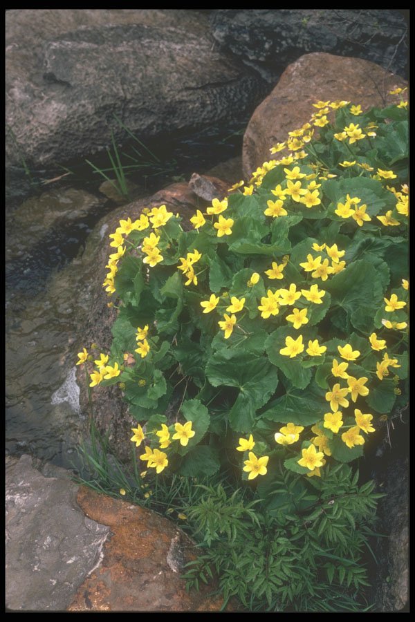 236071 March Marigolds A4 Photo Print