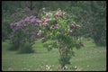 236074 Lilac Garden A4 Photo Print
