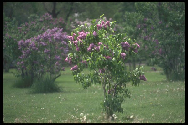 236074 Lilac Garden A4 Photo Print
