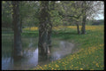 236075 Dandelions And Flood A4 Photo Print