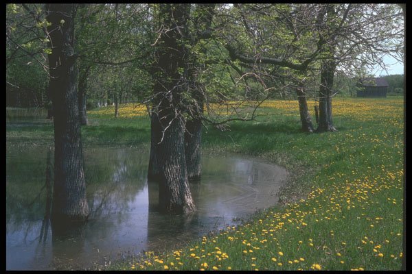 236075 Dandelions And Flood A4 Photo Print