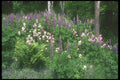 236076 Wildflower Garden A4 Photo Print