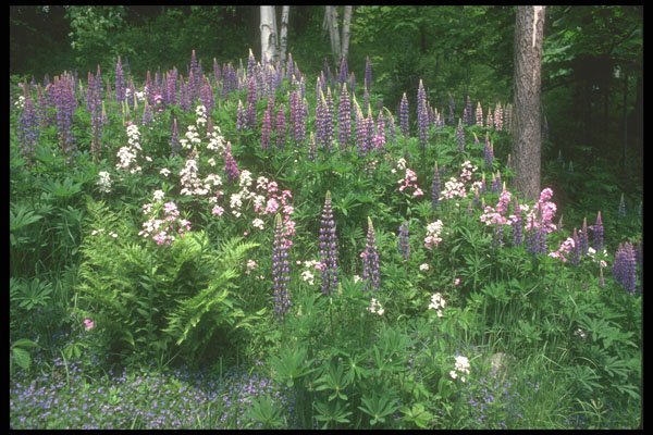 236076 Wildflower Garden A4 Photo Print