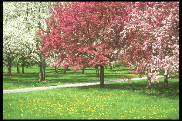 236077 Flowering Trees A4 Photo Print