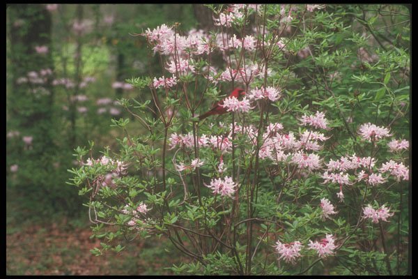 236078 Brookgreen Gardens A4 Photo Print