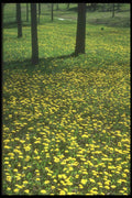 236079 Dandelion Carpet A4 Photo Print