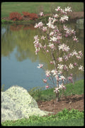 236080 Japanese Garden A4 Photo Print