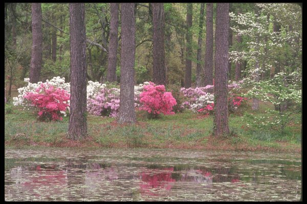 236081 Flowers Among The Trees A4 Photo Print