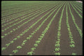236083 Field Of Lettuce A4 Photo Print