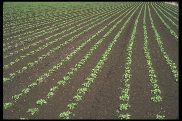 236083 Field Of Lettuce A4 Photo Print