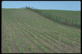 236084 Corn Fields A4 Photo Print