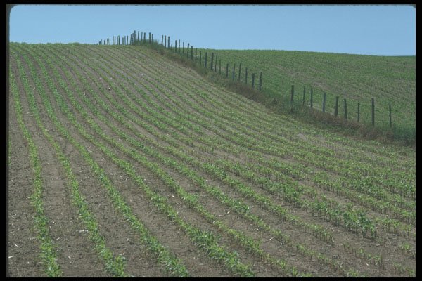 236084 Corn Fields A4 Photo Print