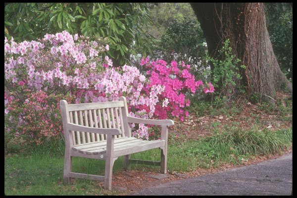 236085 The Garden Bench A4 Photo Print