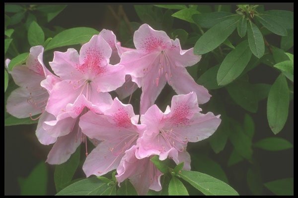 236086 Azalea A4 Photo Print