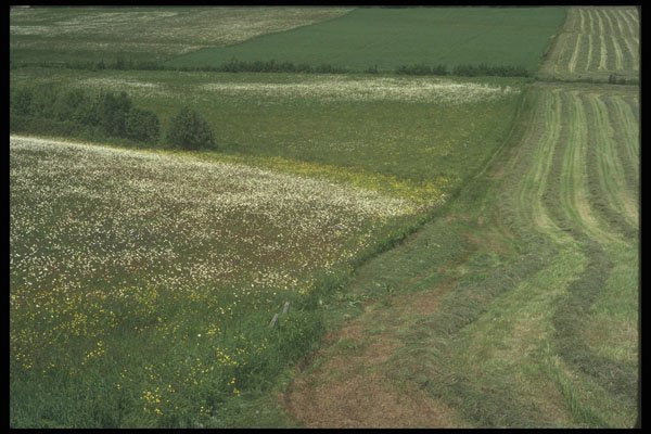 236087 Fields Near St. Marie A4 Photo Print