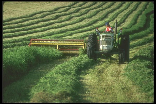 236089 Cutting Hay A4 Photo Print