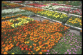 236090 Flowers For Sale A4 Photo Print