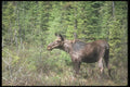 236091 Cow Moose A4 Photo Print