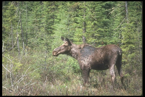 236091 Cow Moose A4 Photo Print