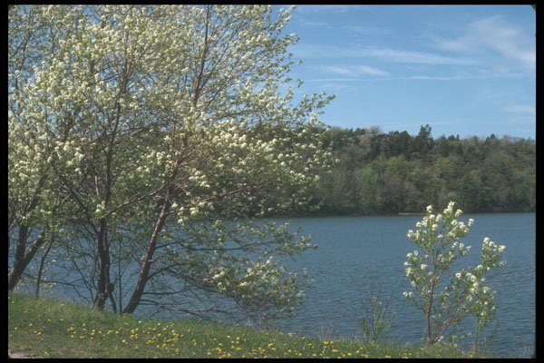 236092 Blossoming Trees A4 Photo Print