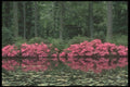 236094 Reflected Beauty A4 Photo Print