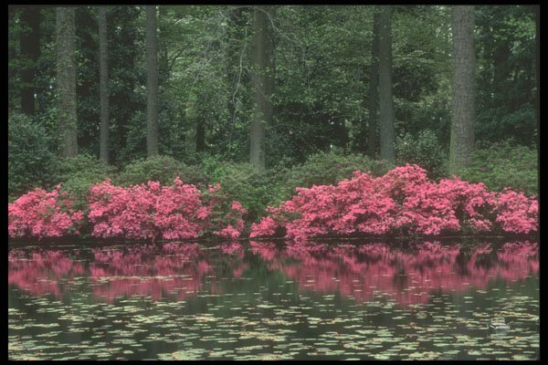 236094 Reflected Beauty A4 Photo Print