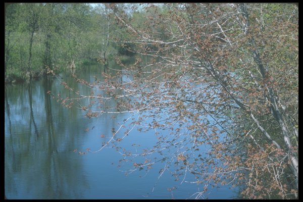 236095 Placid River A4 Photo Print