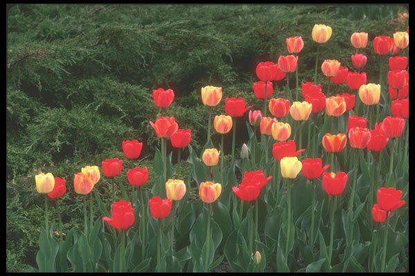 236096 Tulips A4 Photo Print
