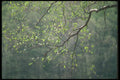 236098 Birch Leaves A4 Photo Print