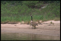 238028 Canada Goose And Chicks A4 Photo Print