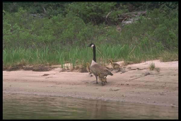 238028 Canada Goose And Chicks A4 Photo Print