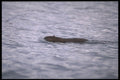 238047 Muskrat A4 Photo Print
