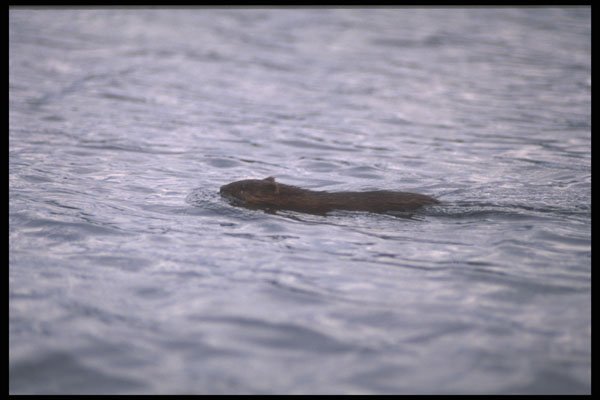 238047 Muskrat A4 Photo Print