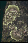 238049 Lichen A4 Photo Print