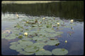 238082 Lily Pads A4 Photo Print