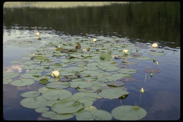 238082 Lily Pads A4 Photo Print