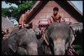 239014 Elephant Trainers, Thailand A4 Photo Print