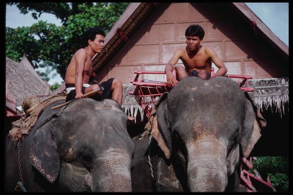 239014 Elephant Trainers, Thailand A4 Photo Print