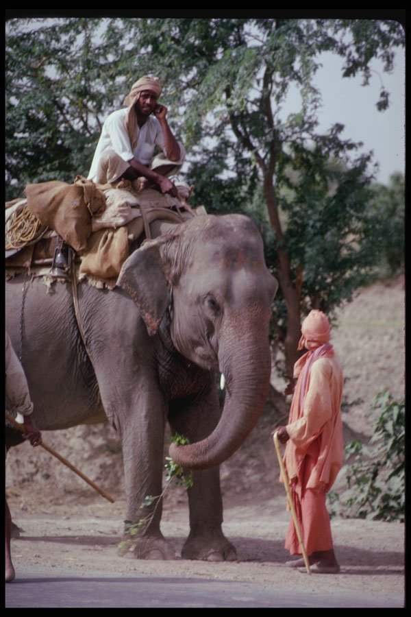 239025 Turbaned Elephant men, Agra, India A4 Photo Print