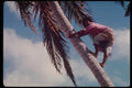 239038 Climbing A Coconut Tree, Tonga A4 Photo Print