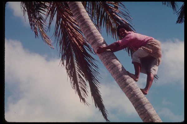 239038 Climbing A Coconut Tree, Tonga A4 Photo Print
