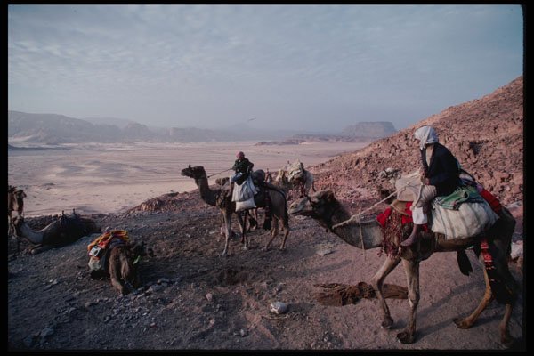 239062 Bedouin Camel Camp, Sinai, Egypt A4 Photo Print